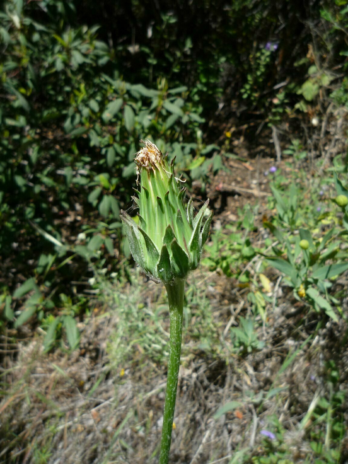 High Resolution Agoseris grandiflora Bud